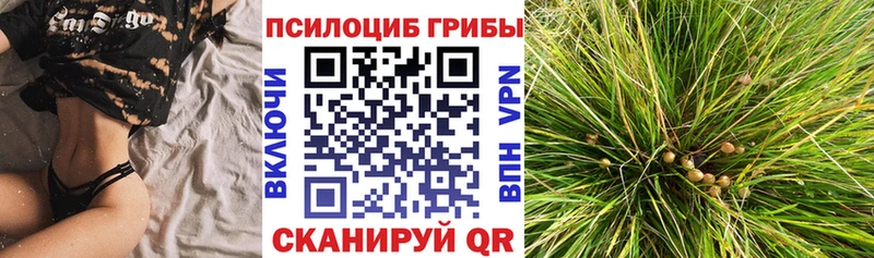 купить   Санкт-Петербург  Псилоцибиновые грибы Psilocybine cubensis 